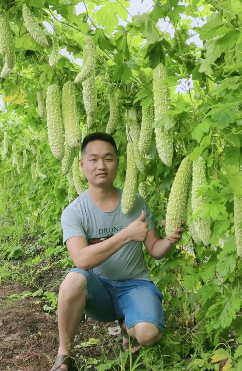 苦瓜嫁接苗帅丰苦瓜苗大刺瘤绿白色高产苦瓜品种品质好