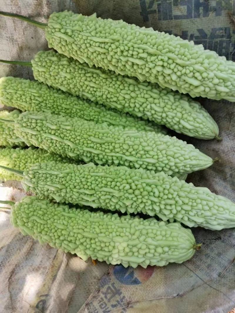 苦瓜嫁接苗帅丰苦瓜苗大刺瘤绿白色高产苦瓜品种品质好