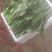 河北油麦菜精品大量供货品质好诚信经营欢迎电联