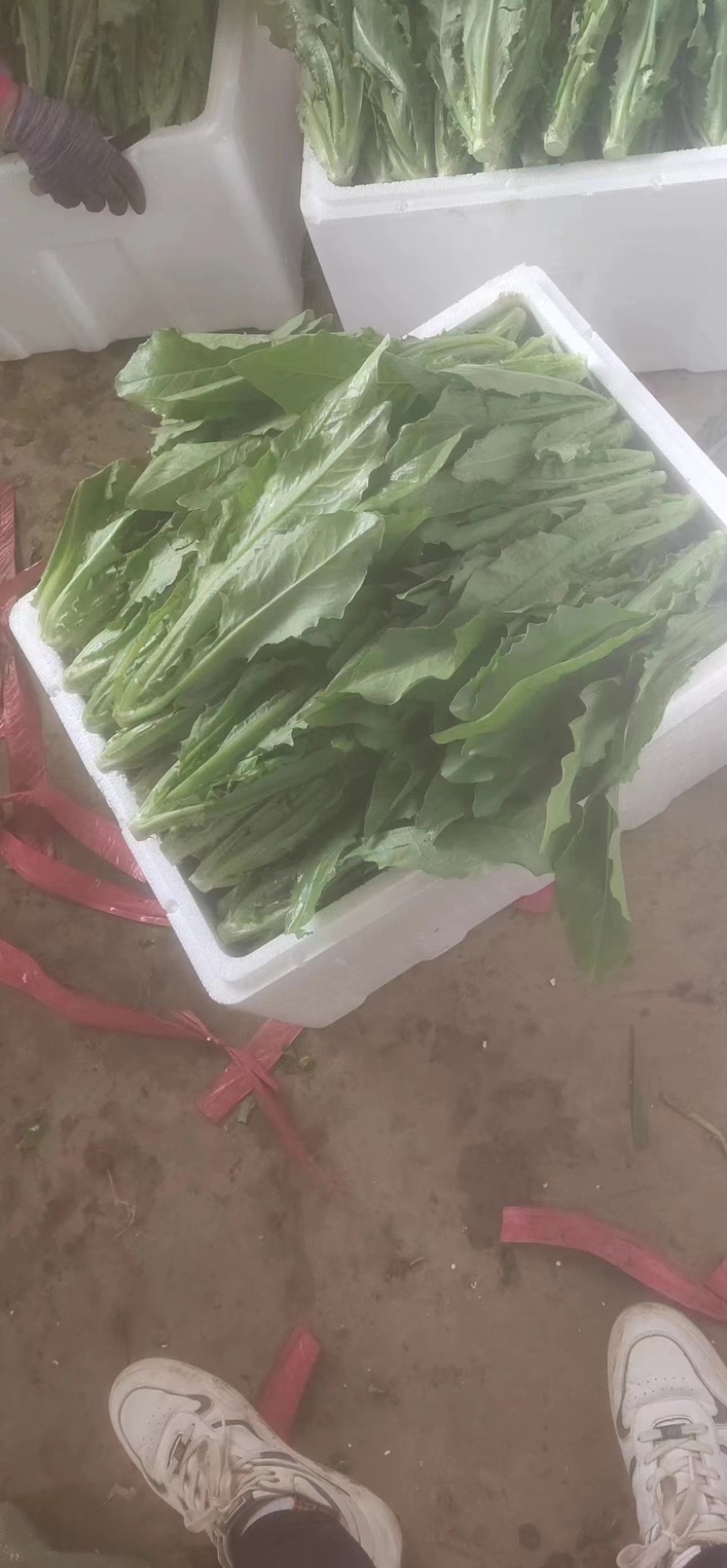 河北油麦菜精品大量供货品质好诚信经营欢迎电联