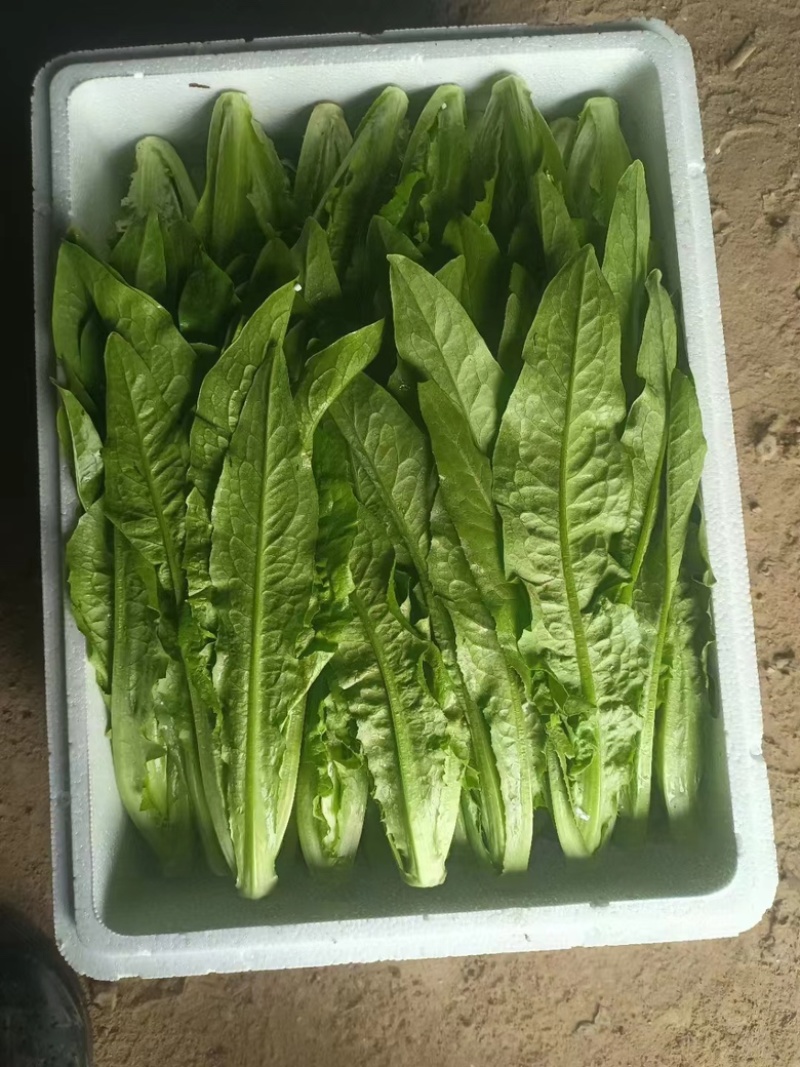 河北油麦菜精品大量供货品质好诚信经营欢迎电联