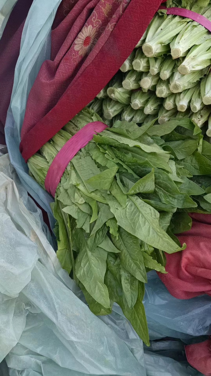河北油麦菜精品大量供货品质好诚信经营欢迎电联