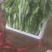 河北油麦菜精品大量供货品质好诚信经营欢迎电联