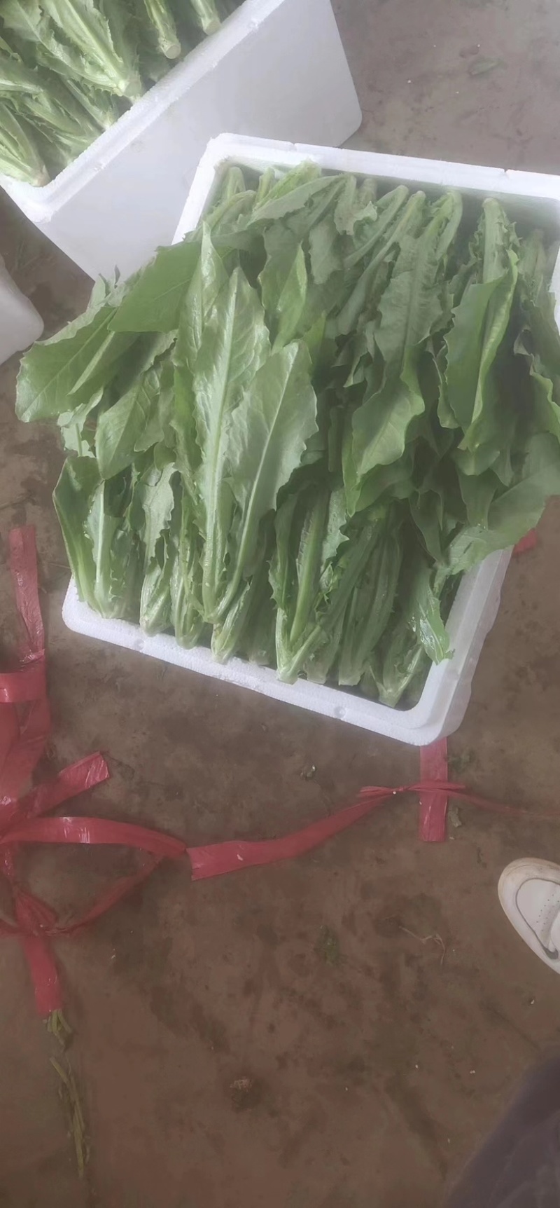 河北油麦菜精品大量供货品质好诚信经营欢迎电联
