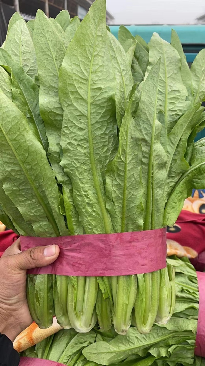 河北油麦菜精品大量供货品质好诚信经营欢迎电联