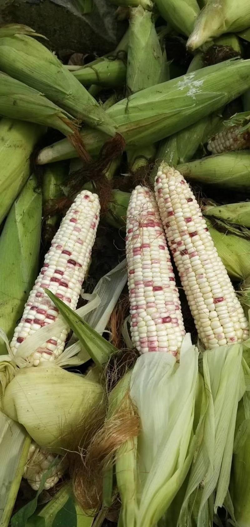 芜湖万亩基地精品花玉米，品质好，口感好，……