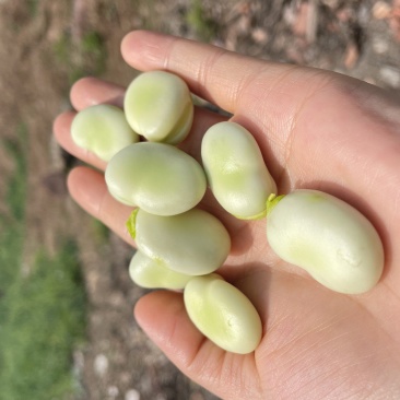 胡豆出售量大从优