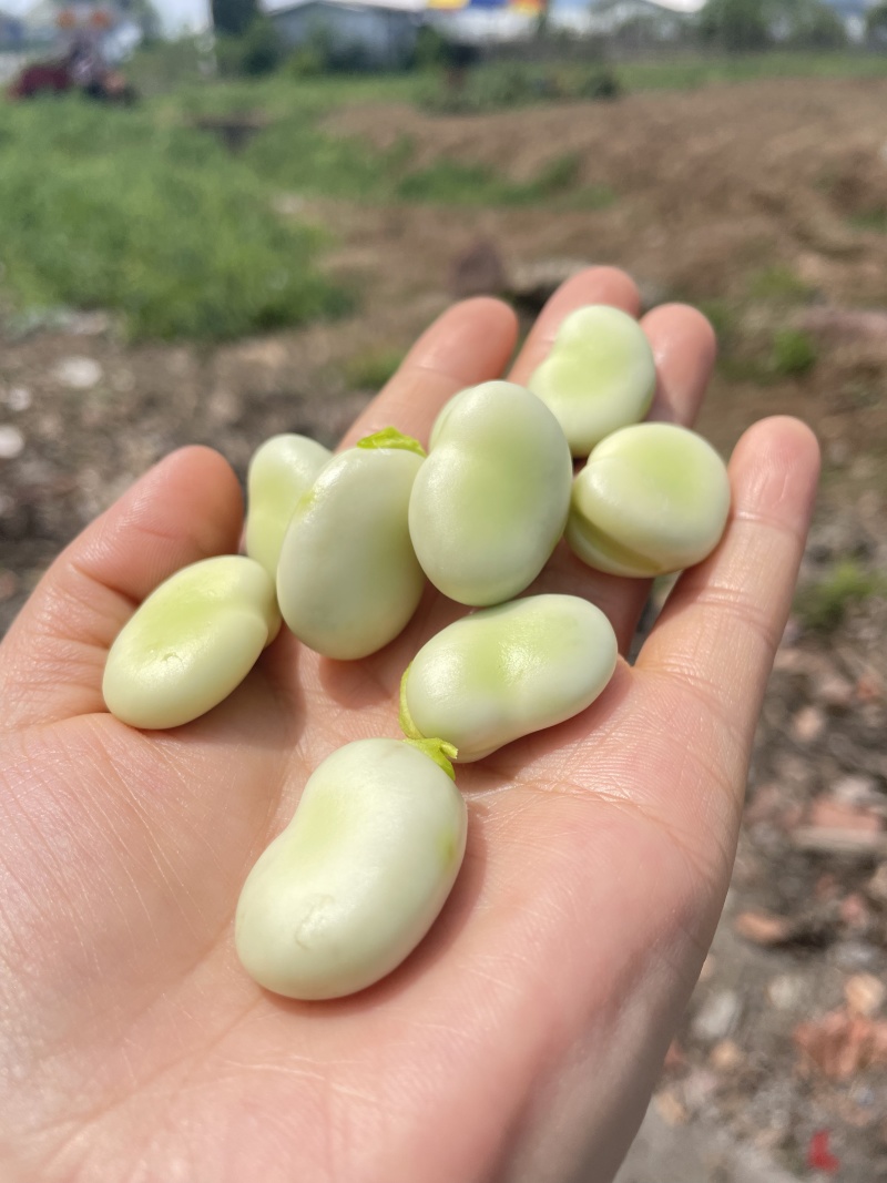 胡豆出售量大从优