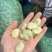 胡豆出售量大从优