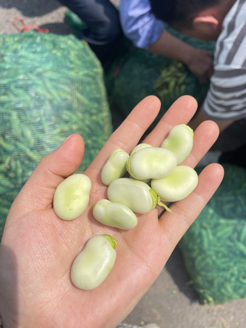 胡豆出售量大从优