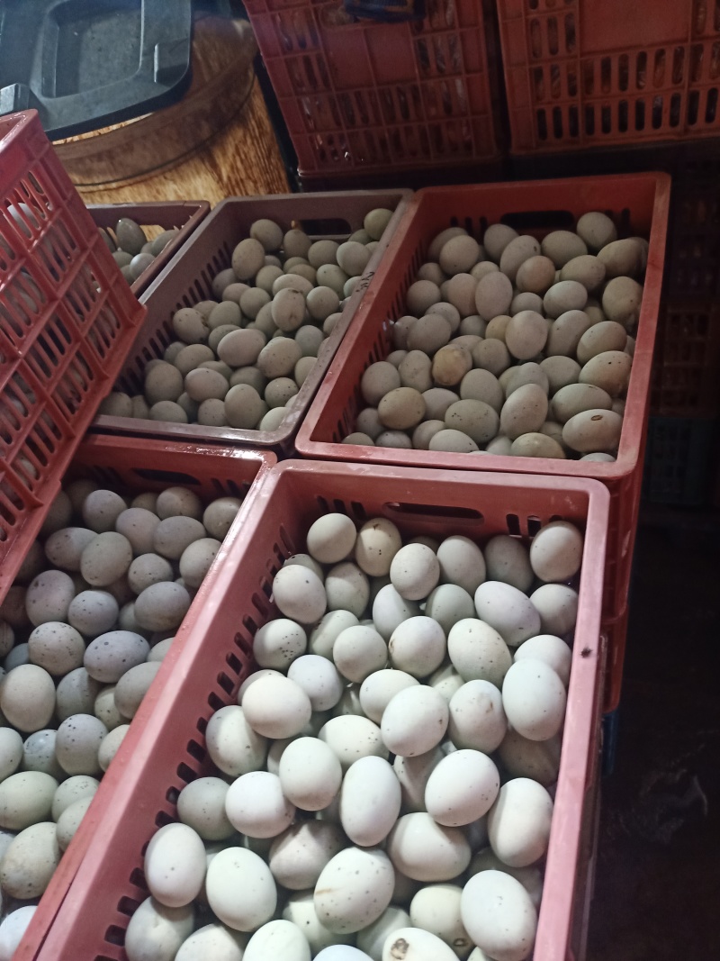 温州鸭蛋