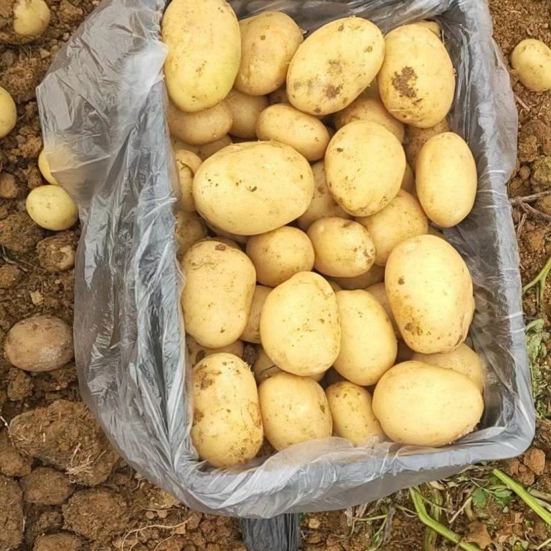 【量大优惠】黄皮黄心土豆，沃土5号品质保障可视频看货