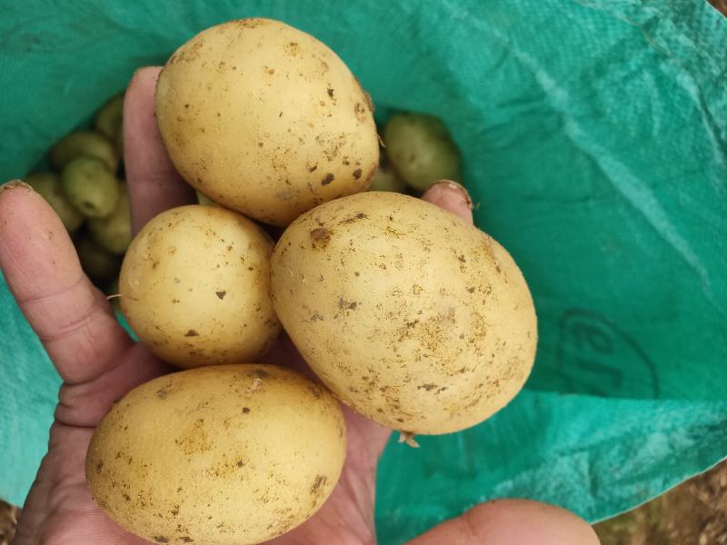 【量大优惠】黄皮黄心土豆，沃土5号品质保障可视频看货