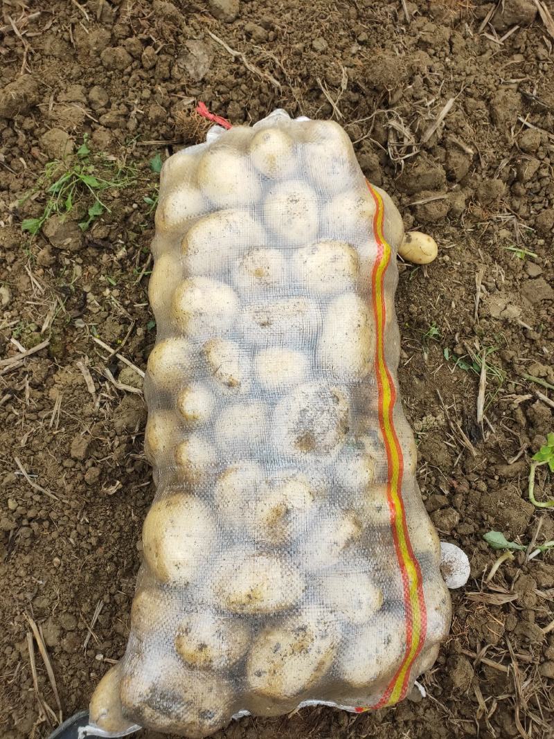 【量大优惠】黄皮黄心土豆，沃土5号品质保障可视频看货