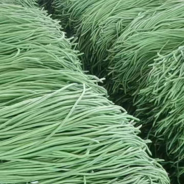 芜湖精品长豆角大量上市，品质好，质量保证！