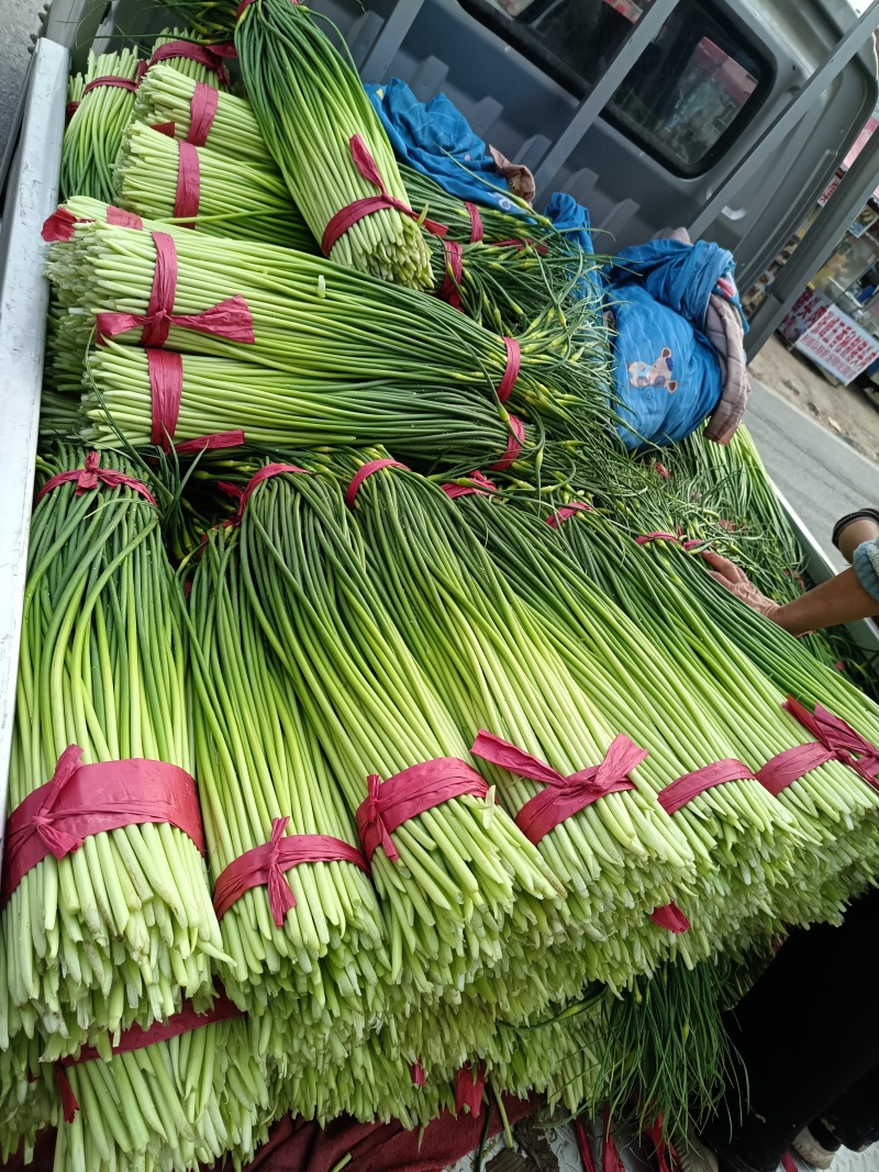 白帽蒜苔