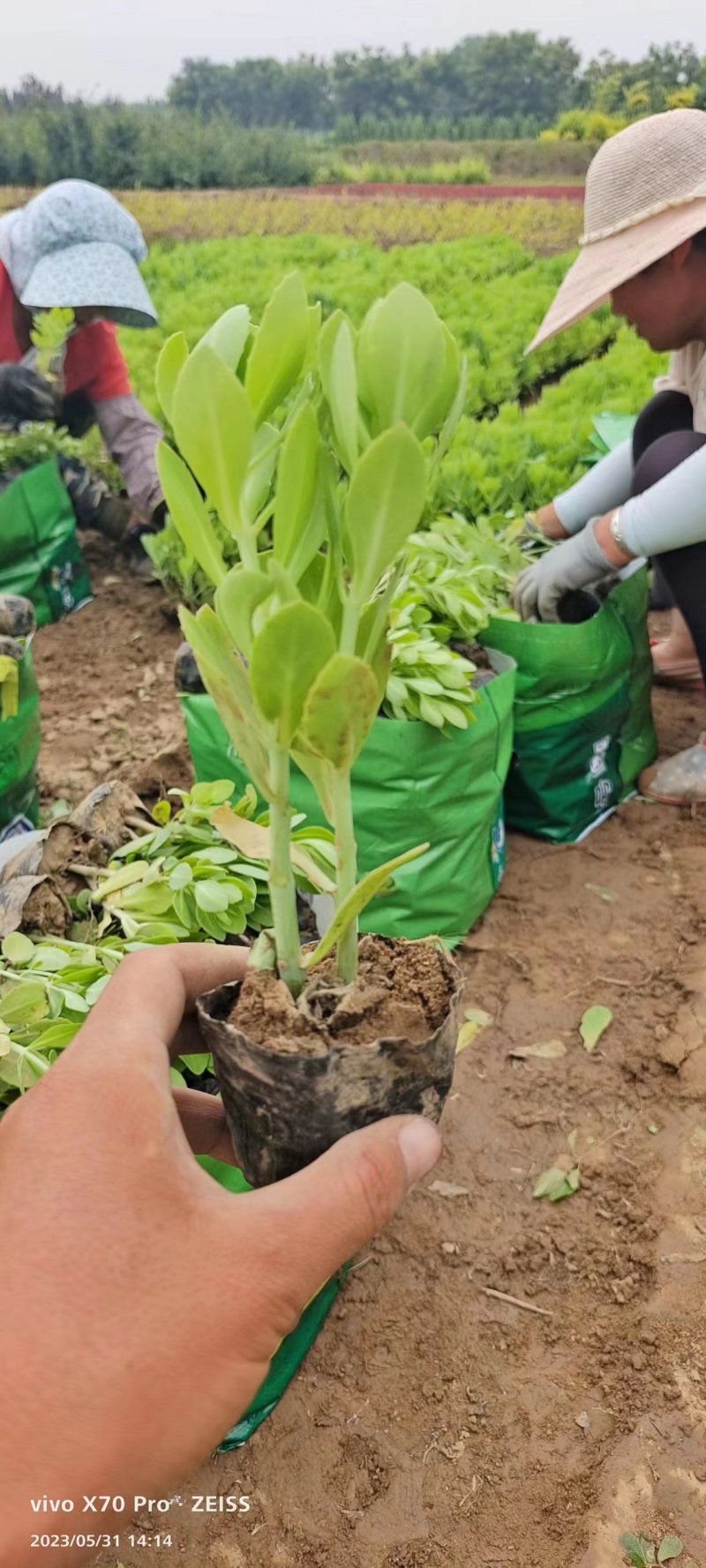 河北定州草花玉簪兰花鸢尾裸根营养杯自家苗圃现挖现卖