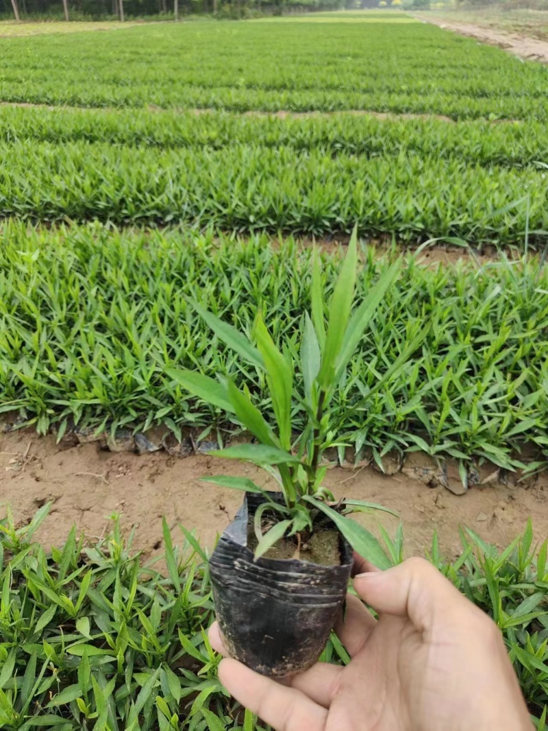 河北定州草花玉簪兰花鸢尾裸根营养杯自家苗圃现挖现卖