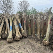 占地紫薇地基地批发，规格齐全