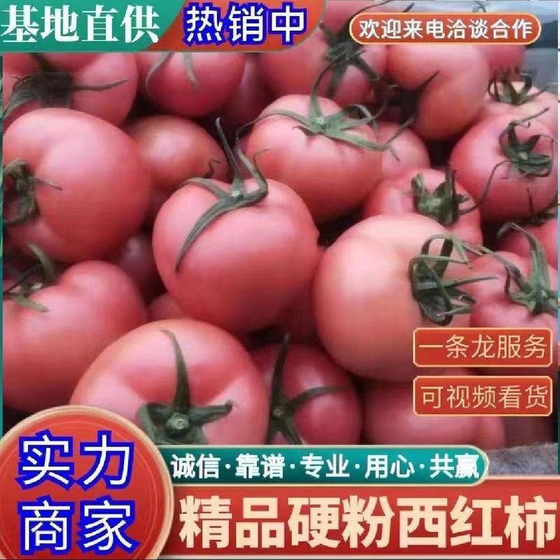 【推荐】云南精品硬粉西红柿粉果红果都有果形圆硬度好耐运输