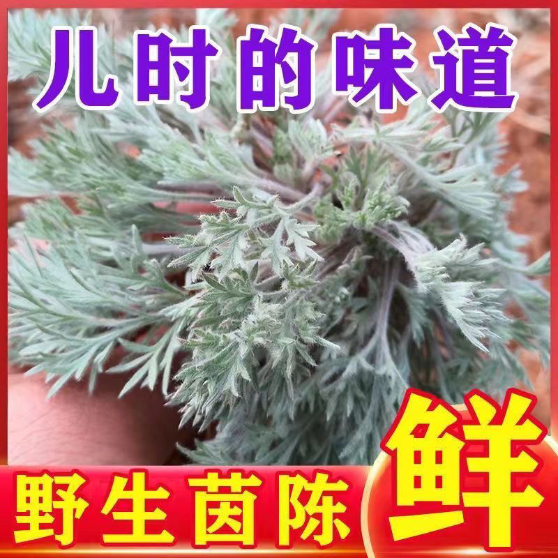 茵陈野生白蒿陕西当季新鲜野菜自然晾晒类干货整件包邮
