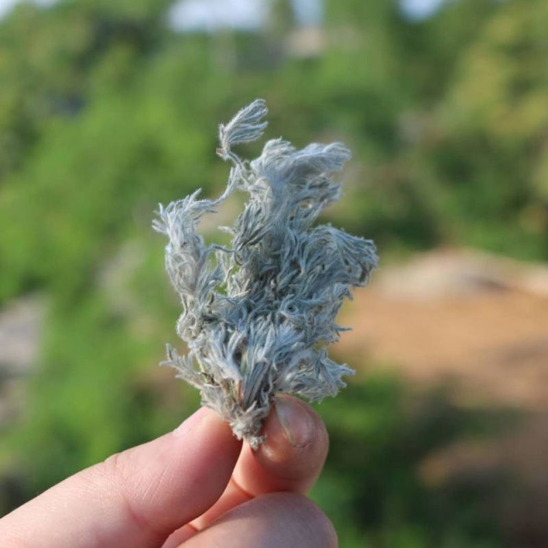 茵陈野生白蒿陕西当季新鲜野菜自然晾晒类干货整件包邮