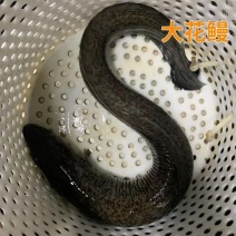 鳗鱼鱼苗白鳝鱼苗原生鱼鳗鱼苗河鳗苗鳗鲡花鳗苗淡水活体包邮