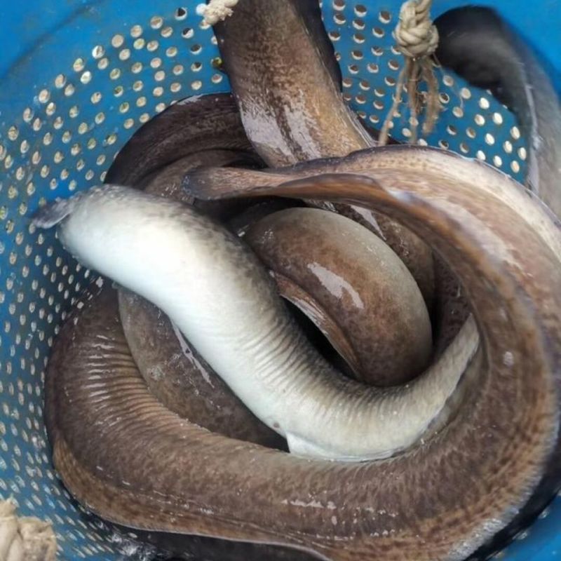 鳗鱼鱼苗白鳝鱼苗原生鱼鳗鱼苗河鳗苗鳗鲡花鳗苗淡水活体包邮
