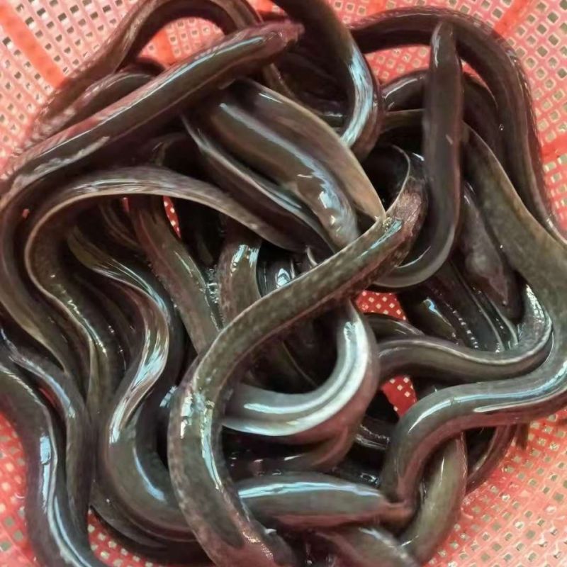 鳗鱼鱼苗白鳝鱼苗原生鱼鳗鱼苗河鳗苗鳗鲡花鳗苗淡水活体包邮