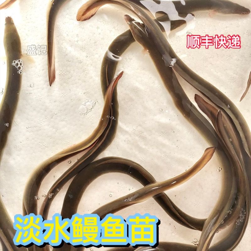 鳗鱼鱼苗白鳝鱼苗原生鱼鳗鱼苗河鳗苗鳗鲡花鳗苗淡水活体包邮