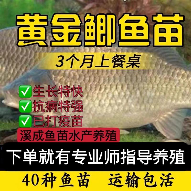 鳗鱼鱼苗白鳝鱼苗原生鱼鳗鱼苗河鳗苗鳗鲡花鳗苗淡水活体包邮