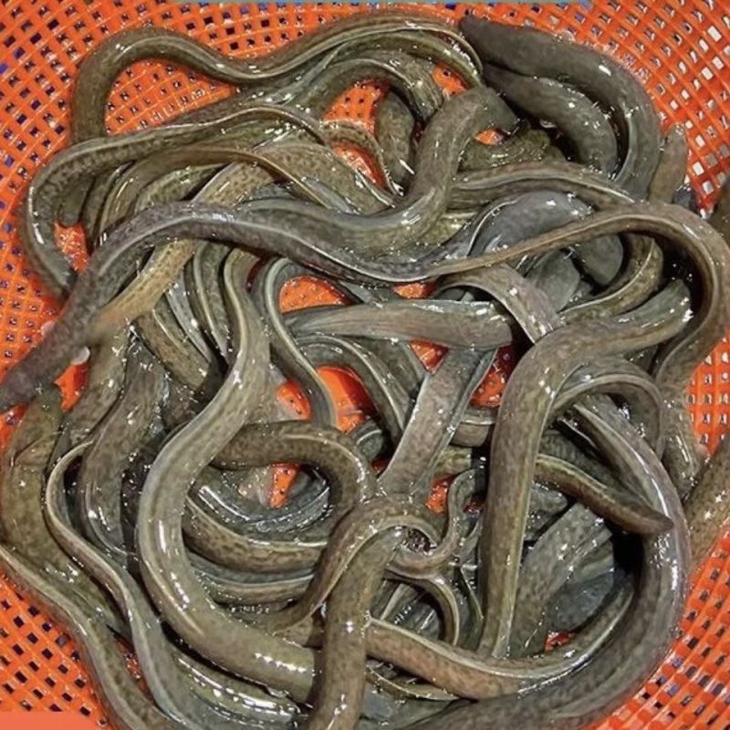 鳗鱼鱼苗白鳝鱼苗原生鱼鳗鱼苗河鳗苗鳗鲡花鳗苗淡水活体包邮