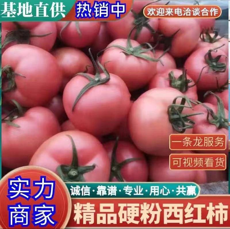 【推荐】云南精品硬粉西红柿粉果红果都有果形圆硬度好耐运输