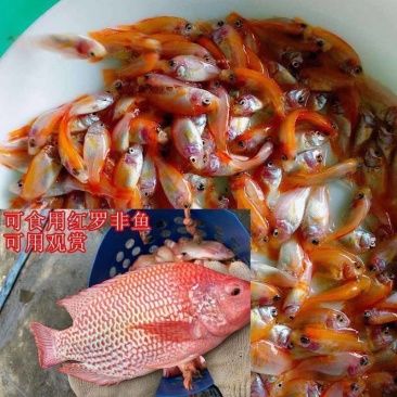 罗非鱼苗红罗非鱼苗宝路快大单性耐寒福寿鱼苗