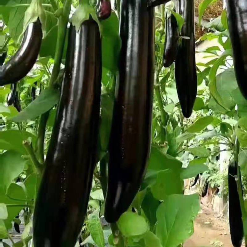 大龙茄子种子烧烤茄子种子紫长茄种黑圆茄种子绿灯泡茄子种子