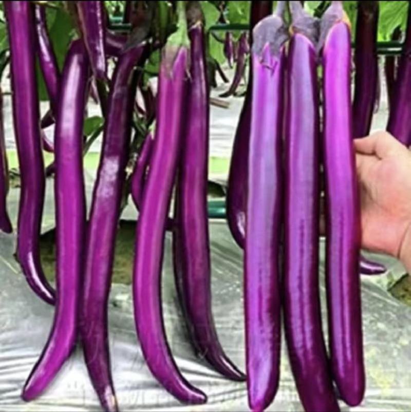 大龙茄子种子烧烤茄子种子紫长茄种黑圆茄种子绿灯泡茄子种子