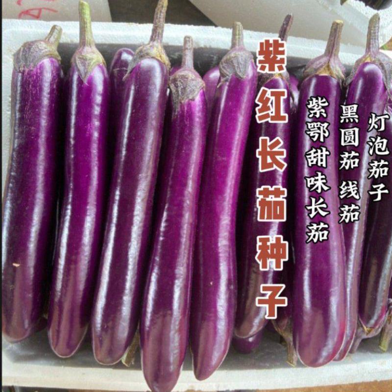 大龙茄子种子烧烤茄子种子紫长茄种黑圆茄种子绿灯泡茄子种子