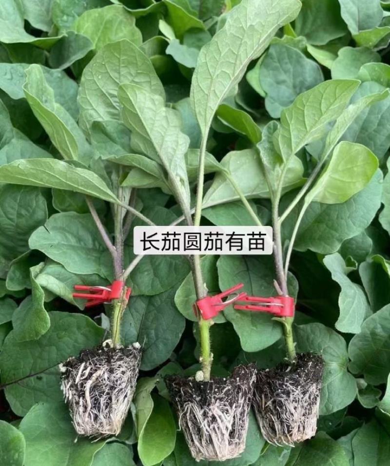 大龙茄子种子烧烤茄子种子紫长茄种黑圆茄种子绿灯泡茄子种子