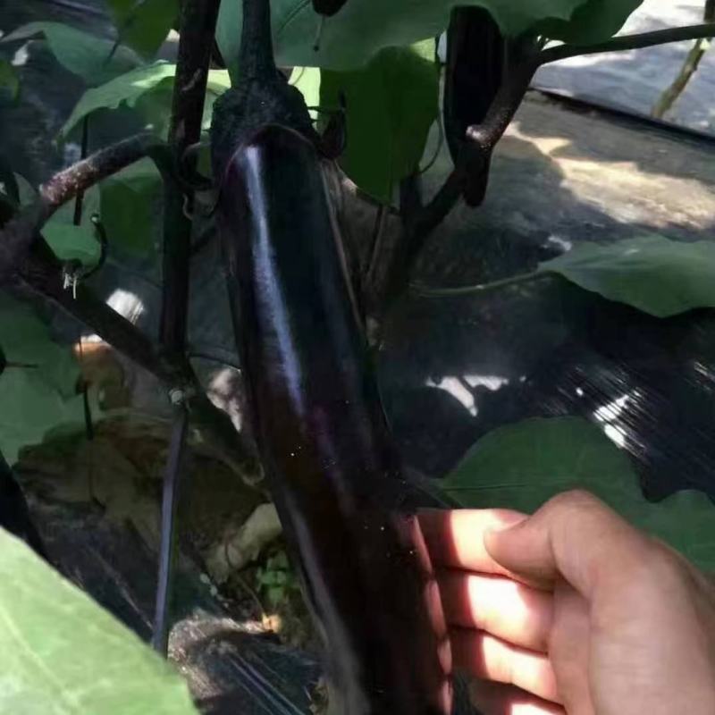 大龙茄子种子烧烤茄子种子紫长茄种黑圆茄种子绿灯泡茄子种子