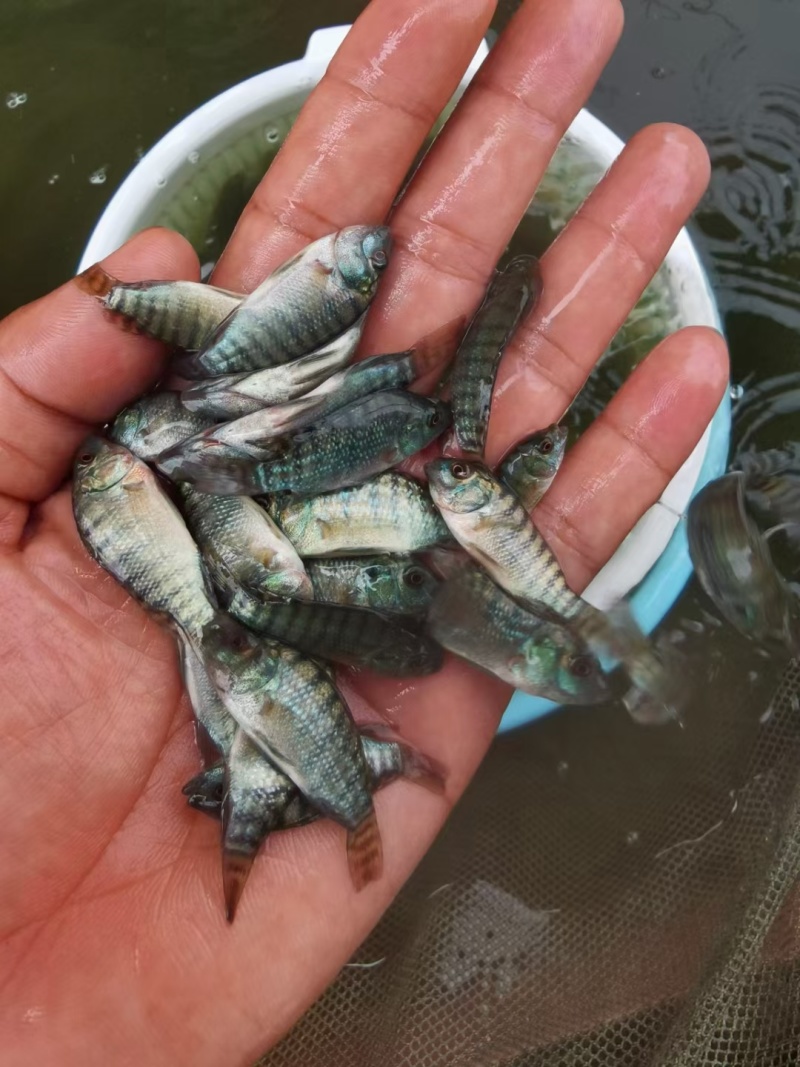 罗非鱼苗红罗非鱼苗宝路快大单性耐寒福寿鱼苗