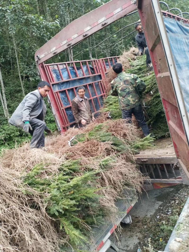 优质曼地亚红豆杉正在大量批发中！欢迎有需朋友来电合作！