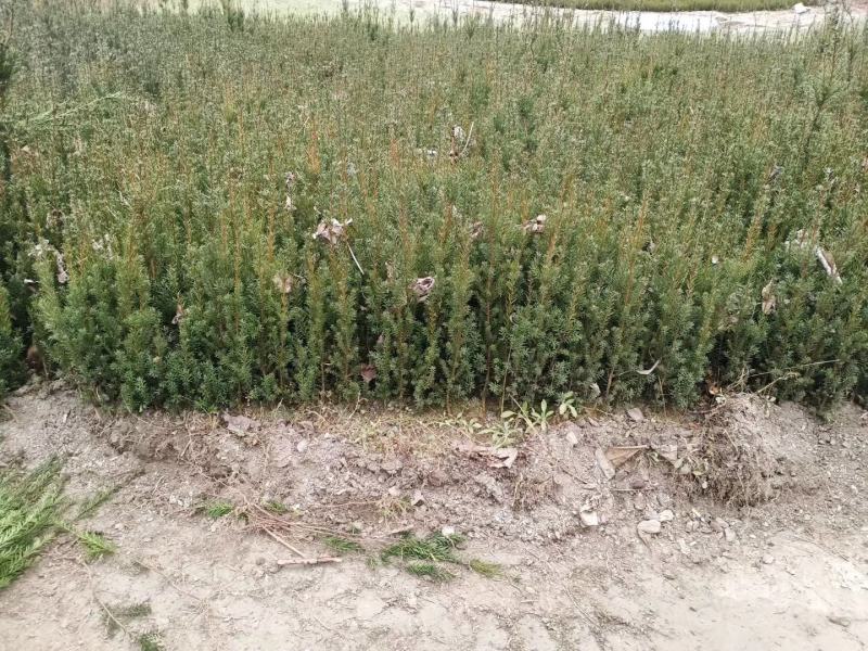 优质曼地亚红豆杉正在大量批发中！欢迎有需朋友来电合作！