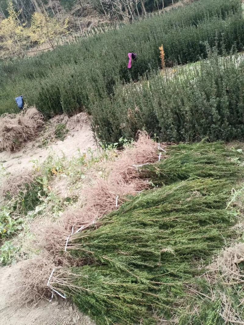 优质曼地亚红豆杉正在大量批发中！欢迎有需朋友来电合作！