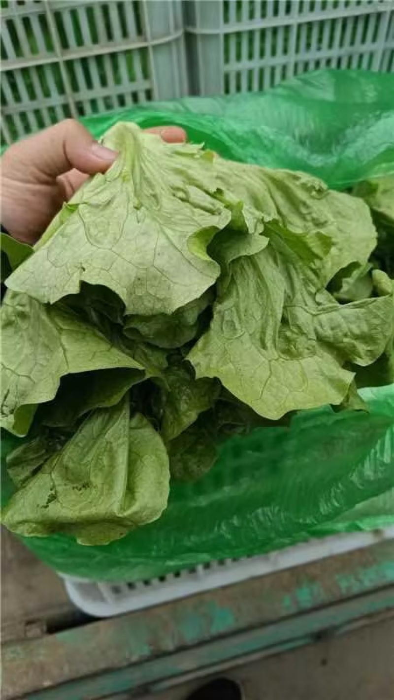 精品生菜意大利生菜货源充足量大从优质量保证欢迎咨询