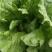 精品生菜意大利生菜货源充足量大从优质量保证欢迎咨询