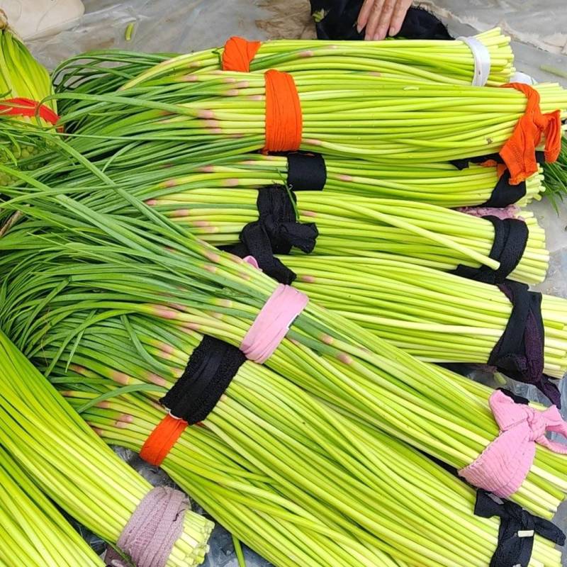 杞县早熟蒜苔