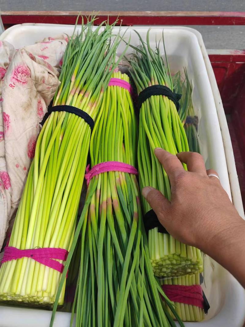 杞县早熟蒜苔