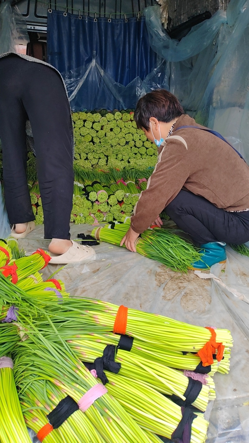 杞县早熟蒜苔