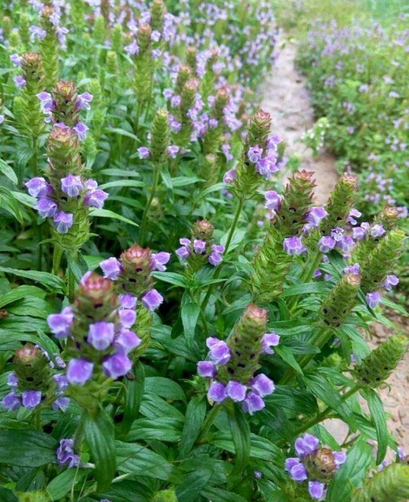夏枯草种子精选夏枯草籽简单易活好管理【包邮】