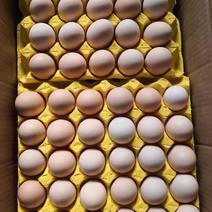河北湖北贵州鸡蛋，新鲜美丽，价格，包售后